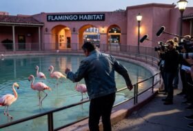 Las Vegas animal cruelty - Man Steals Flamingo In Las Vegas, Brings It Back To His Hotel Room