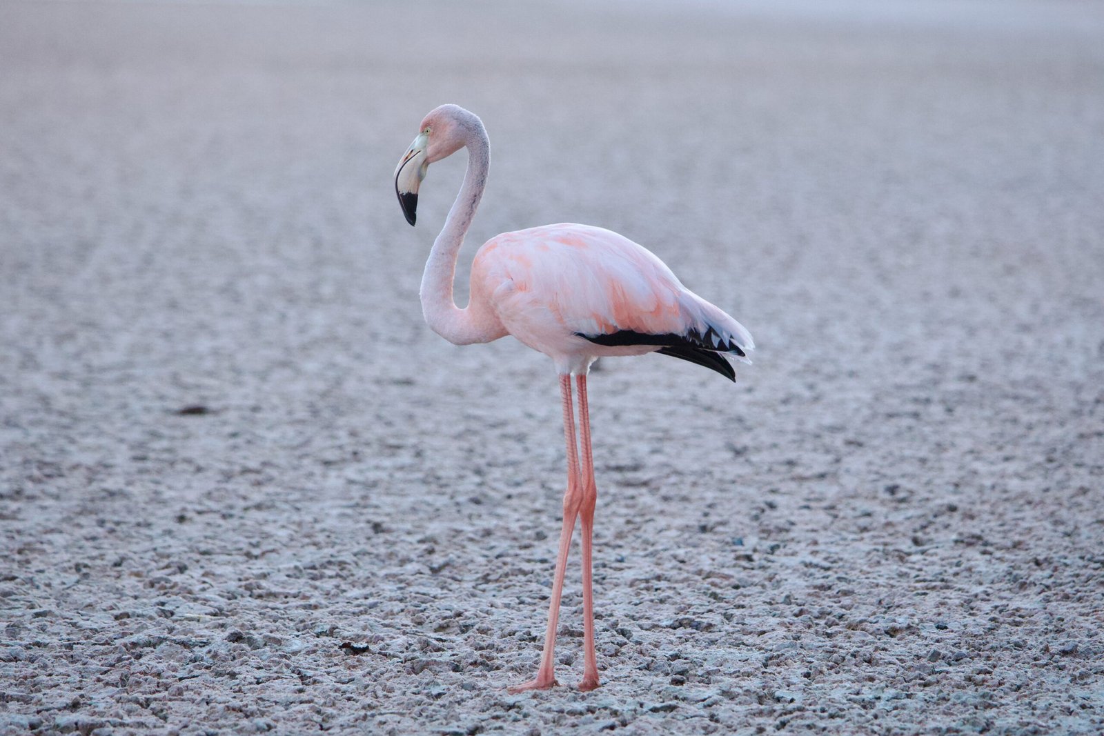 Las Vegas animal cruelty - Man Steals Flamingo In Las Vegas, Brings It Back To His Hotel Room