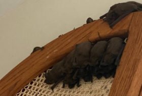 bat1