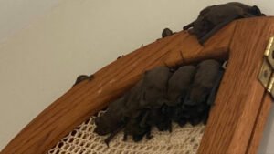 Authorities Force Georgia Family of Four To Abandon Their Home Over Infestation