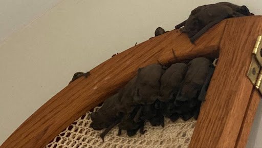 bat1