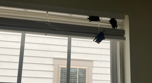 bat2