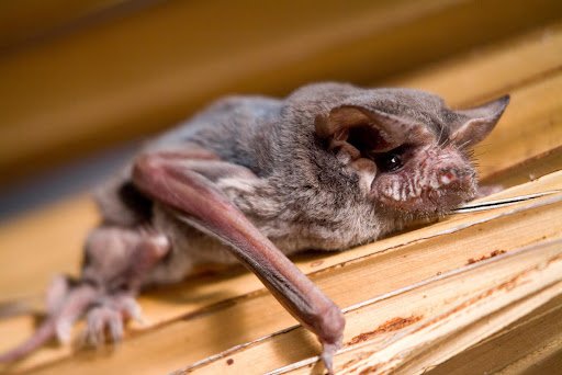 bat5