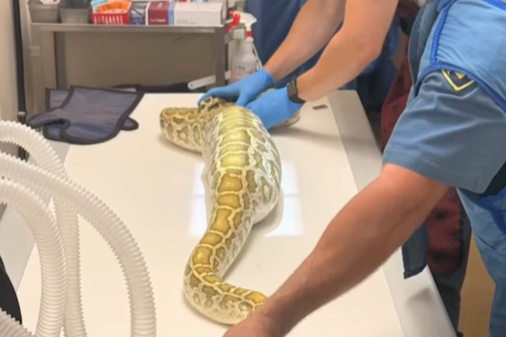 python1