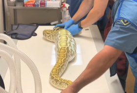 python1