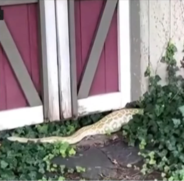 python2