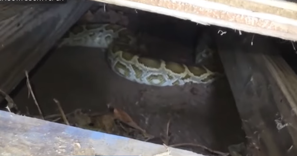 python3