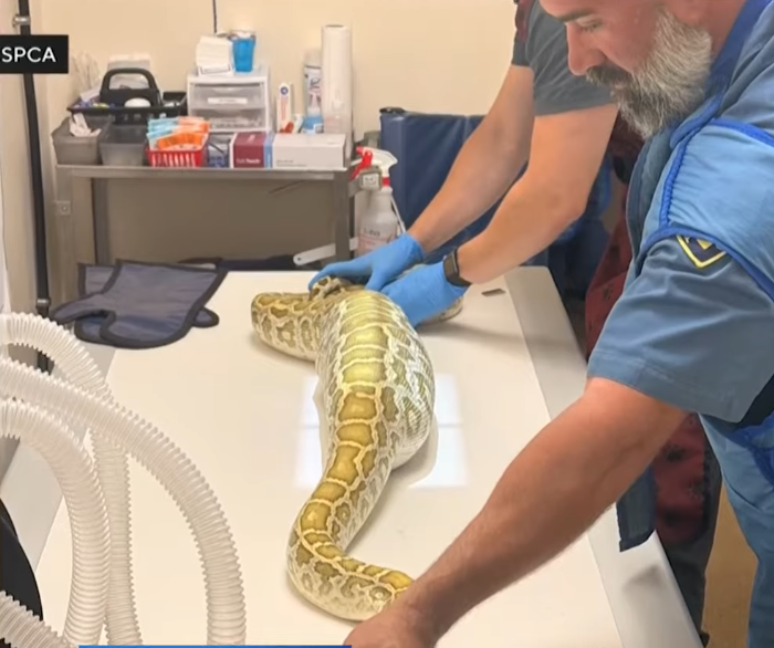python4