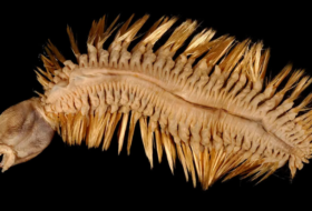 worm1