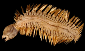 Photos Of Bizarre Creature Go Viral Online, Experts Reveal What It Is 