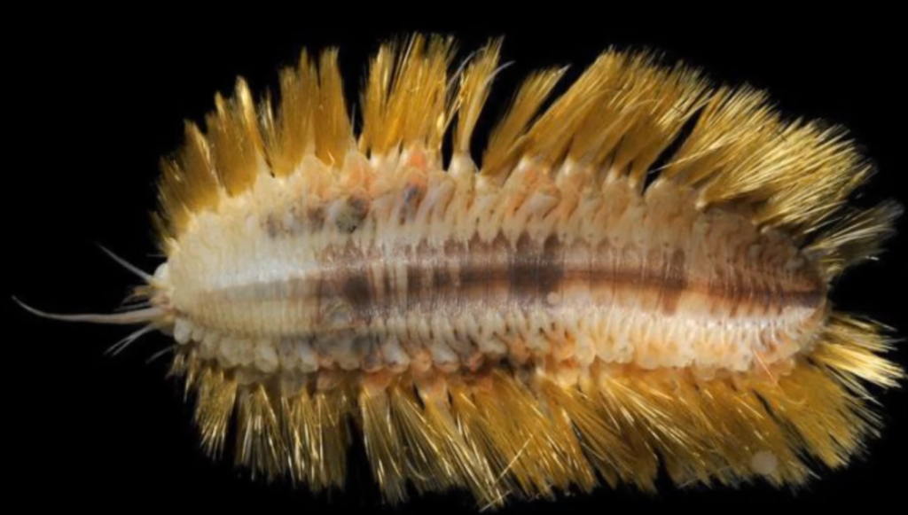 worm2