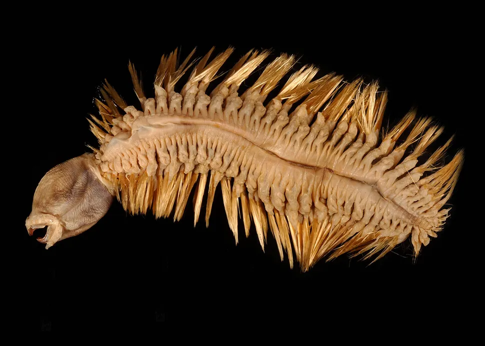 worm3
