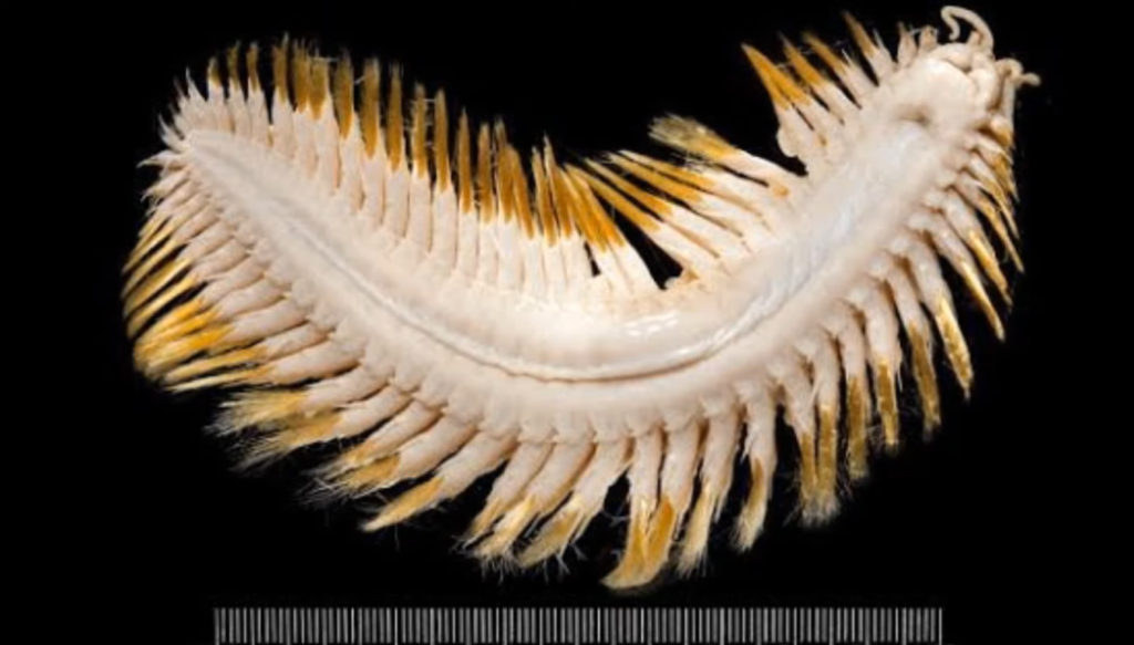 worm5
